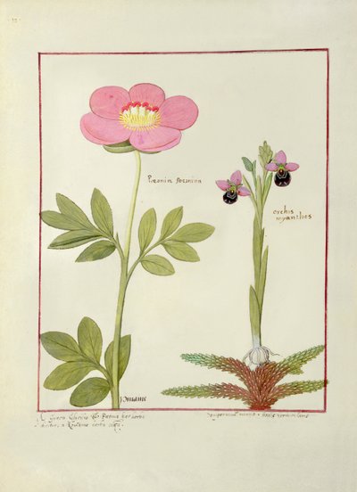 Paeonia of pioenroos, en Orchis myanthos, illustratie uit Het boek der eenvoudige medicijnen door Mattheaus Platearius door Robinet Testard